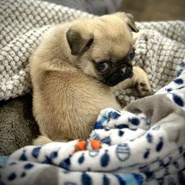 Pug Puppies from Triptych Kennels
