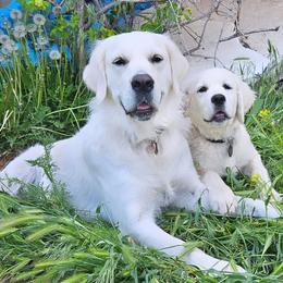 Golden Retrievers from The Golden Virtues