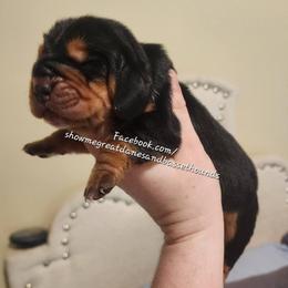 Blue collar - Black tan and white male Basset Hound puppy in Alton, Illinois from Show Me Great Danes and Basset Hounds