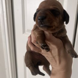 Velma - Red female Dachshund puppy in Conroe, Texas from R&K Dachshunds