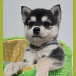 Boy 3 - male Alaskan Klee Kai puppy in Naples, Idaho from Kootenai Valley Klee Kai