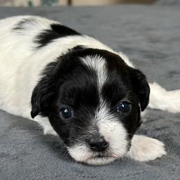 Male 1 - Black and white male Shichon puppy in Grand Rapids, Michigan from Great Lakes Teddy Bear Dogs