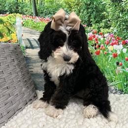 Sweetie Pie - Black and white female Cavapoo puppy in Shipshewana, Indiana from Shelli's Puppies