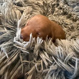 Tabby - Red female Dachshund puppy in Madisonville, Texas from Little B’s Dachshund Farm