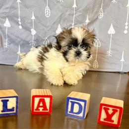 Lady Sweet Cheeks - Red and white female Shih Tzu puppy in Buena Park, California from LowCol Ranch