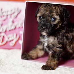 Grey Boy - Black male Poodle puppy in Las Vegas, Nevada from Plush Toy Poodle Puppies & Pals