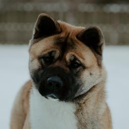 Zera - Akita