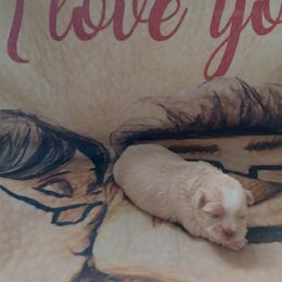 Shih Tzu Puppies from N.F.S.T Imperial ShihTzu Puppies.