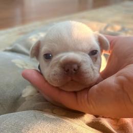 Espresso - Cream male French Bulldog puppy in Opelika, Alabama from Fancy Face Frenchies