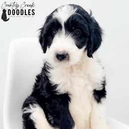 Charlie - male Australian Mountain Doodle puppy in Tipton, Indiana from Country Creek Doodles