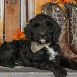 Rocky - Black male Goldendoodle puppy in Macedon, New York from Toodles Goldendoodles