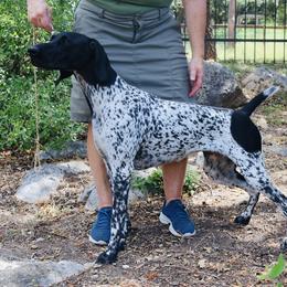 Venus - German Shorthaired Pointer