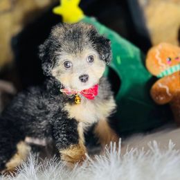 TWILIGHT - Silver male Maltipoo puppy in Sugar Land, Texas from Celebrity Maltipoos