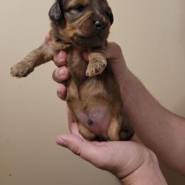 Oatmeal (chiweenie) - Dapple male Dachshund puppy in Pinson, Alabama from Sweet Honey Bunn Hounds