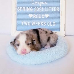 American Corgi and Pembroke Welsh Corgi Puppies from Whimsical Treasure Corgis