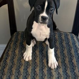 Girl 1 - Brindle female Boxer puppy in Wartburg, Tennessee from Coast to Coast Boxers