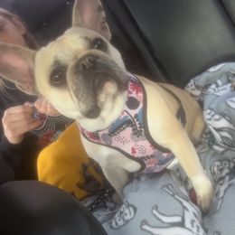 French Bulldogs from Granny B’s