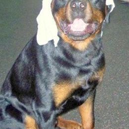 Rottweilers from Krafthaus Rottweilers