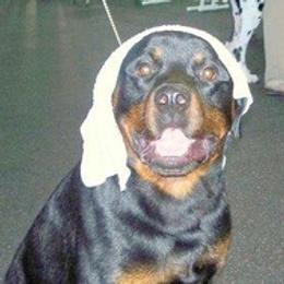 Rottweilers from Krafthaus Rottweilers