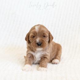 Blue Collar Boy - Caramel male Australian Labradoodle puppy in Thousand Oaks, California from Lovely Doodle Lane