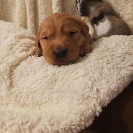 Dallas - Dark golden male Golden Retriever puppy in Skull Valley, Arizona from TC's Golden Ranch