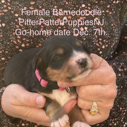 Bernedoodle Puppies from Pitter Patter Puppies NJ