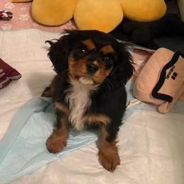 Coal - Black and tan male Cavalier King Charles Spaniel puppy in Conway, Missouri from Jordan  Harrison
