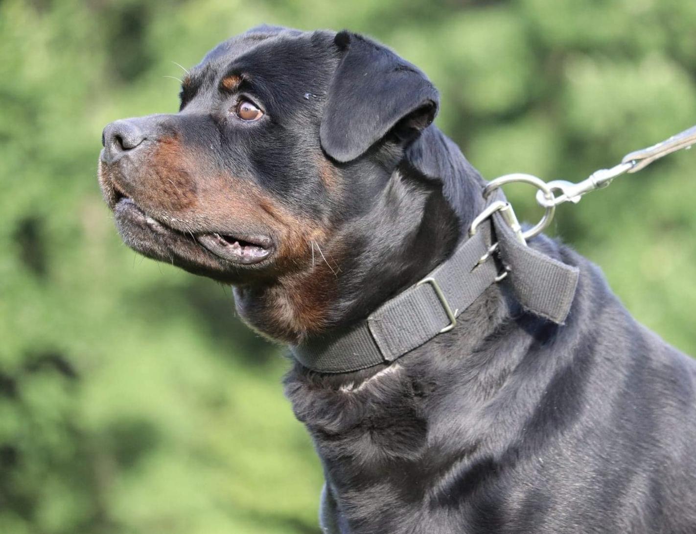 Connhaus Rottweilers in Ohio | Rottweiler puppies | Good Dog