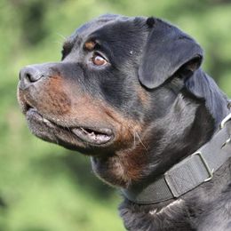 Rottweilers from Connhaus Rottweilers
