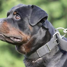 Rottweilers from Connhaus Rottweilers