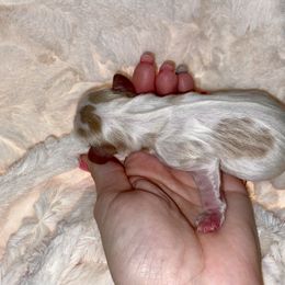 Cavalier King Charles Spaniel Puppies from Cassie’s Cavaliers