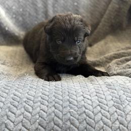 Flint - Black male German Shepherd puppy in Medical Lake, Washington from Nine Realms German Shepherds