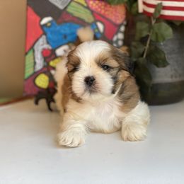 Girl 1 - female Shih Tzu puppy in Troy, Michigan from "Shihtzu Best Friend"