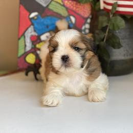 Girl 1 - female Shih Tzu puppy in Troy, Michigan from "Shihtzu Best Friend"