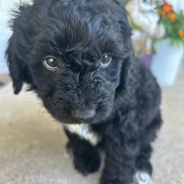 Aussiedoodles from Pawsome K-Town Breeders