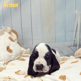 Arden - Black and white male Basset Hound puppy in Hodges, South Carolina from Blooming Basset