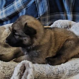 Zircon - Gray sable male Shiloh Shepherd puppy in Loon Lake, Washington from SilverLiningShilohs