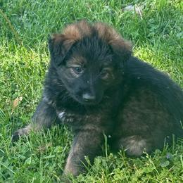 Ms.Lime - Sable female German Shepherd puppy in Berlin, Wisconsin from Gypsy Miracle Kennels