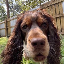 English Springer Spaniel All Grown Up from Eagle Trail Kennels