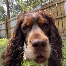 English Springer Spaniel All Grown Up from Eagle Trail Kennels