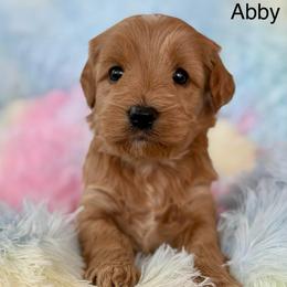 Abby - Red female Australian Labradoodle puppy in Londonderry, New Hampshire from Granite State Labradoodles