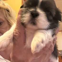 Shih Tzu Puppies from Meadow Lane Pups
