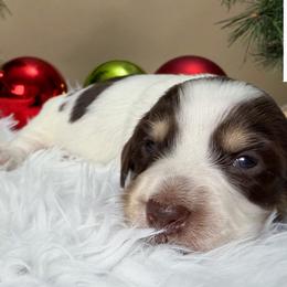 Choc and cream piebald boy - Piebald male Dachshund puppy in Empire, Alabama from Heart of Dixie Kennel