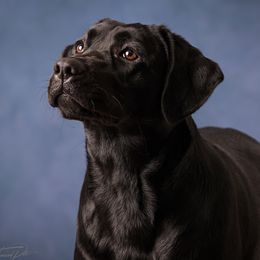 Amai - Labrador Retriever