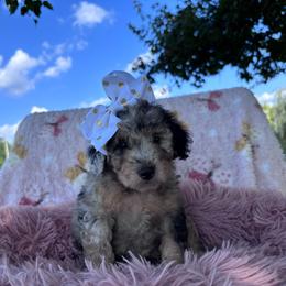 Nellie (yellow gold) - Blue merle female Bernedoodle puppy in Rising Sun, Indiana from Ruby Lane Doodles