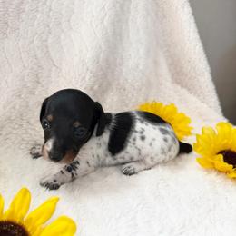 Joey - Piebald male Dachshund puppy in Palestine, Texas from Oak tree Dachshunds