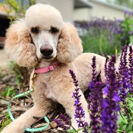 Cinnabon - Cream female Poodle puppy in Pueblo West, Colorado from Little Paws Poodles