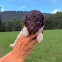Storm - Parti male Goldendoodle puppy in Jasper, Georgia from Harrington Doodles & Poodles