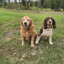 Boykin Spaniel and English Springer Spaniel Puppies from 31 Pines Springers & Retrievers
