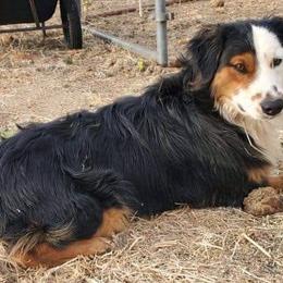 Australian Shepherds from Flying R Aussie Ranch